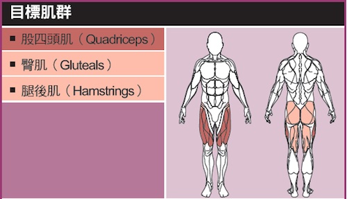 [书摘]《肌力训练图解圣经》—腿部肌群