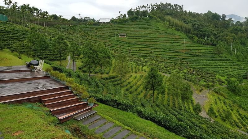 日月潭也是台湾红茶的故乡,周边山坡遍植红茶可欣赏茶园景观.