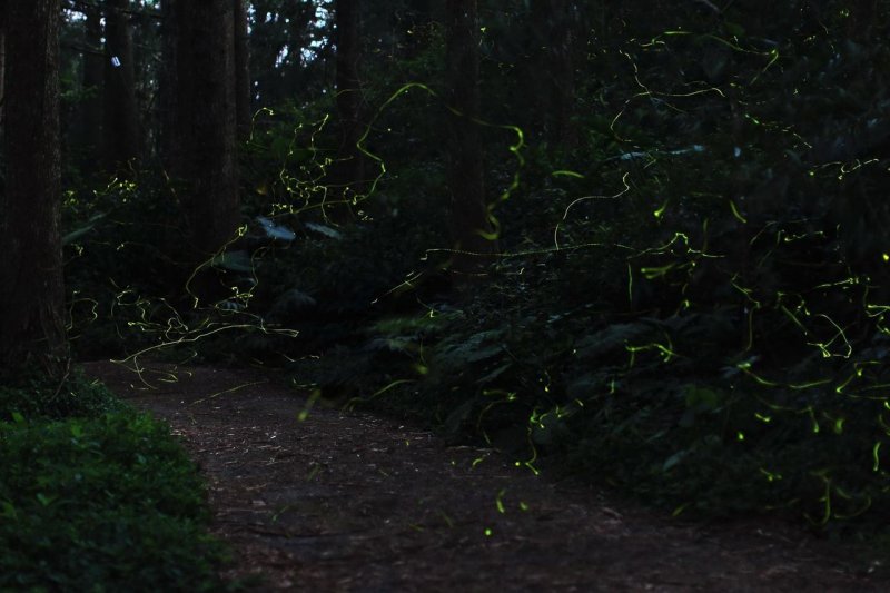 为了方便赏萤,杉林溪森林生态度假园区规画完整的赏萤步道,提供民众