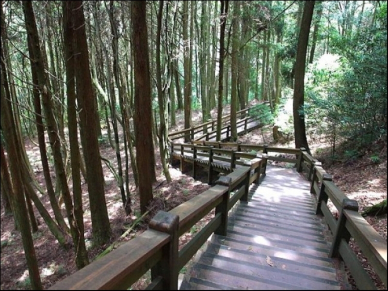 桧山巨木森林步道