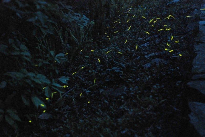 奥万大国家森林游乐区有大场雌光萤,大端黑萤等种类众多,以黑翅萤数量