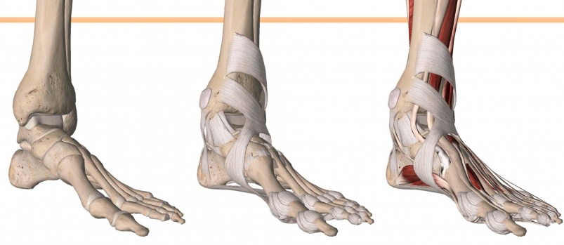 我们的脚透过骨头,筋膜与韧带,以及肌肉等三个系统
