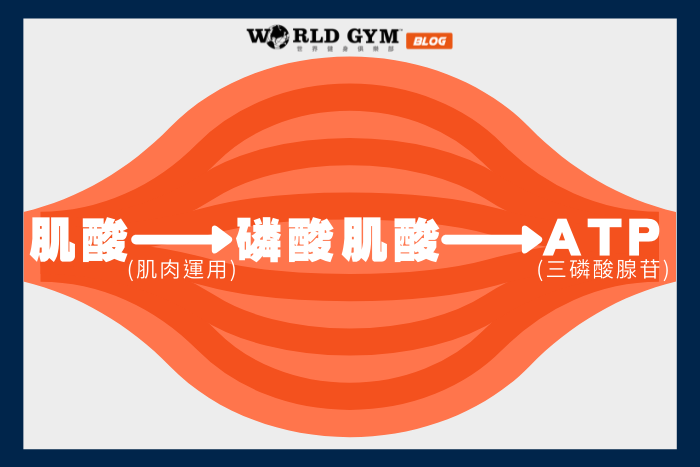 【知識】想增肌快一點,我需要補充肌酸嗎?常見問題總整理