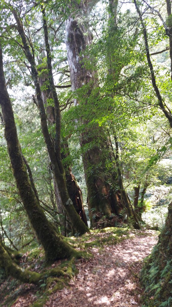 111/07/16福巴越嶺道(巴陵-福山)順上檜山_1767013