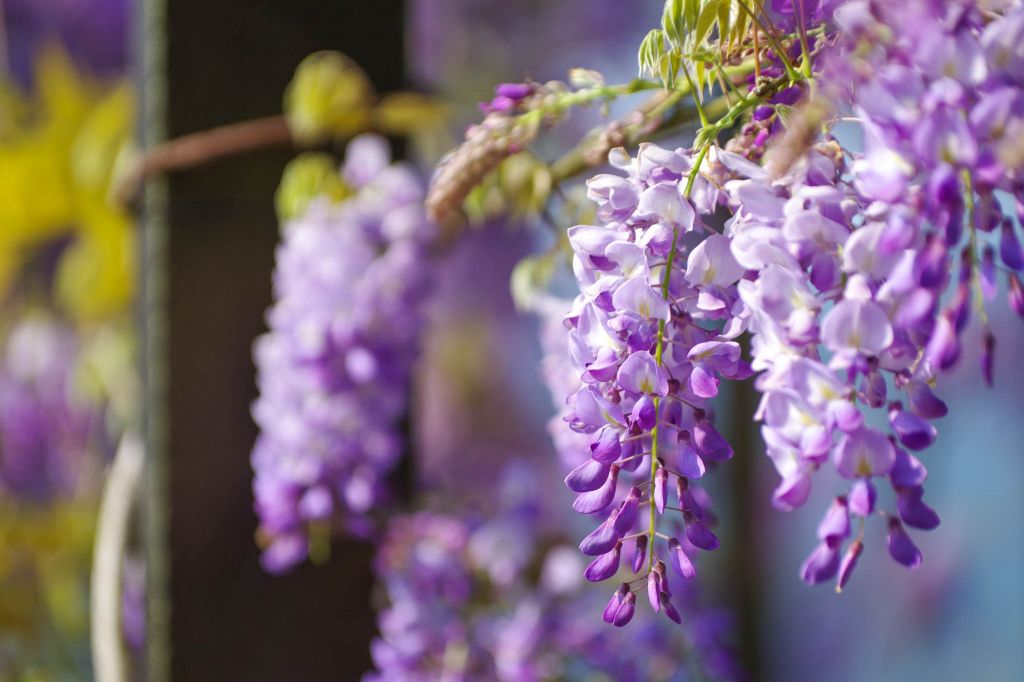 2018瑞里紫藤花季開跑_290622