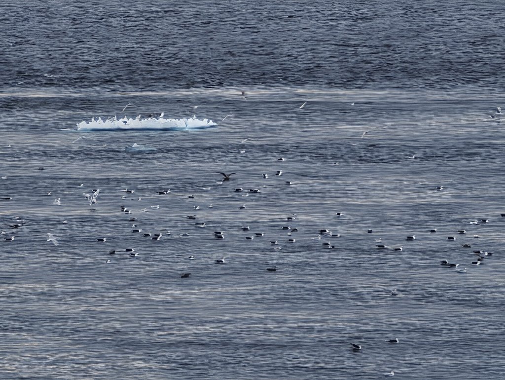 [紐約馬之行-27] 2025_1105 努克濱海木棧道(Nuuk Boardwalk)-下_2947650