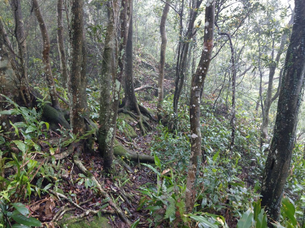 石牛山(小百岳)迷霧中登頂及陡坡探險之旅_903839