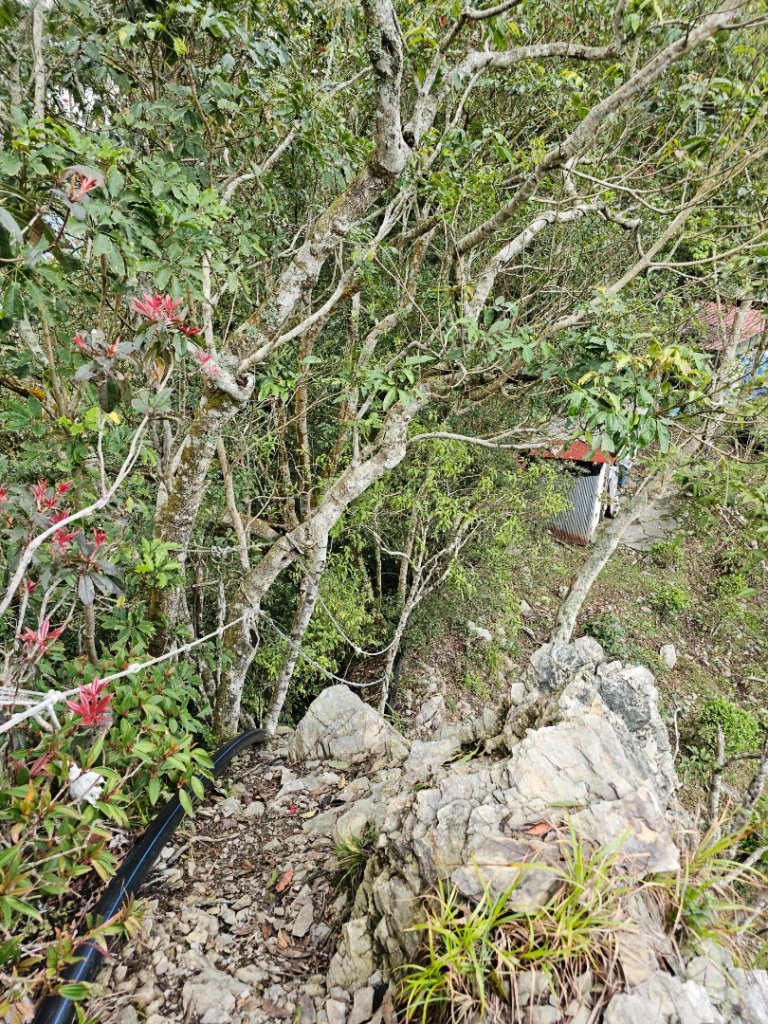藤枝山-小百岳#68-高雄市桃源區_2750324