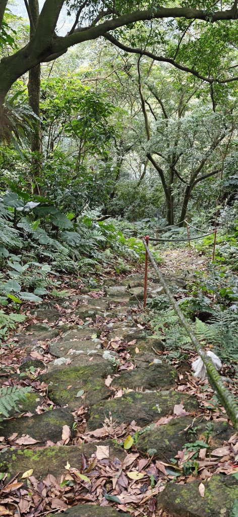 2026-0307 造鎮-文筆山-天華山-南勢角山-蘭花亭-牛伯伯_3015844