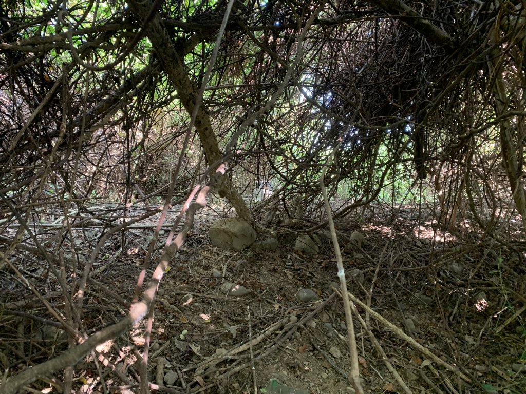 20251122高雄竹山口山_2945323