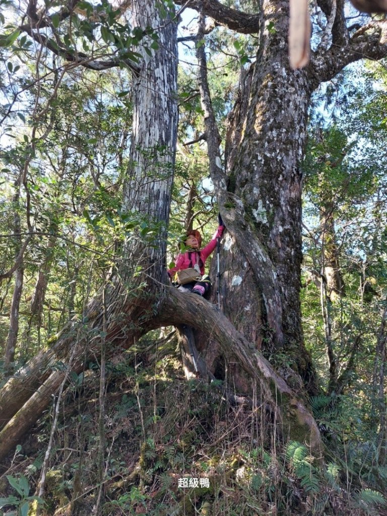 塔魔巴2天1夜來回_2357295