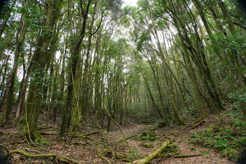 臺中 和平 橫嶺山、沙蓮山、笛吹山_2974939
