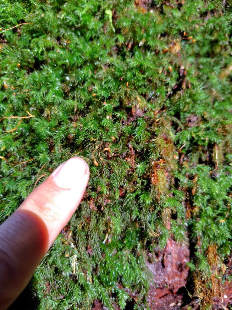 沙里仙林道、沙里仙溪、同富山/埔沙山、東埔山、阿毛巨木_2812607