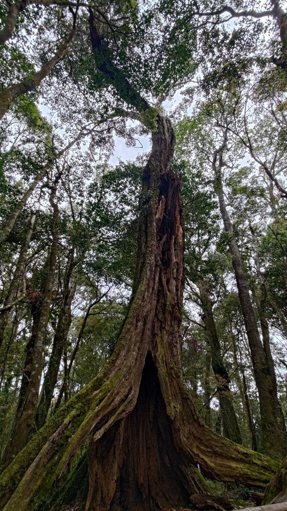 金柑樹山_2759434