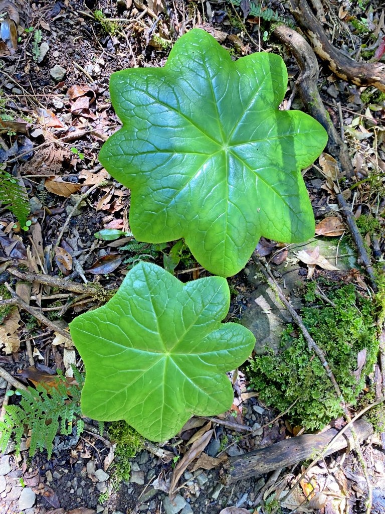 魯壁山、東穗山、島田三山、高台山縱走  _881742