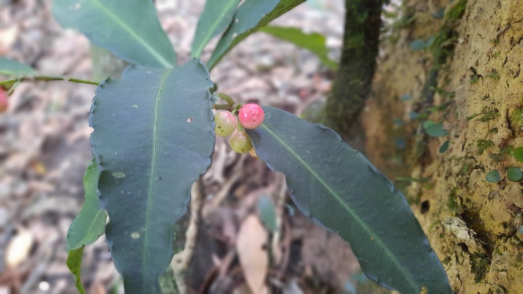 《新竹》幸福雲海｜鵝公髻山步道X山上人家20221105_1900166