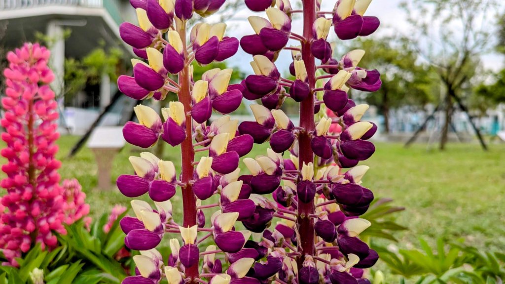 《西江月。魯冰花艷台大》_2725796