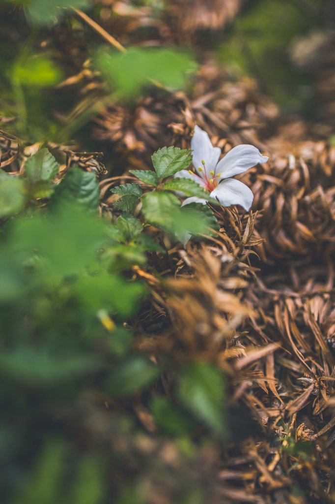 20230506-[苗栗] 仙山步道_2534332