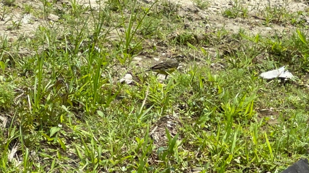 臺北大縱走第八段：動物園到關渡捷運站_2134366