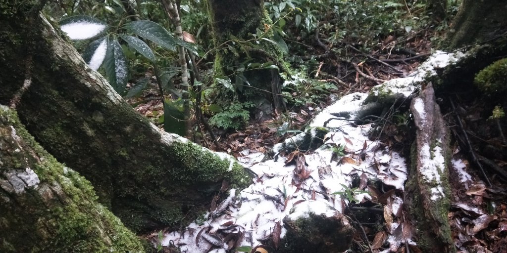 父子倆包山，內洞林道上大保克山群峰追雪_1232803