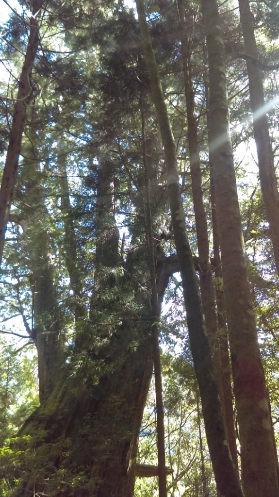 高聳雲天的檜山巨木群步道_718782