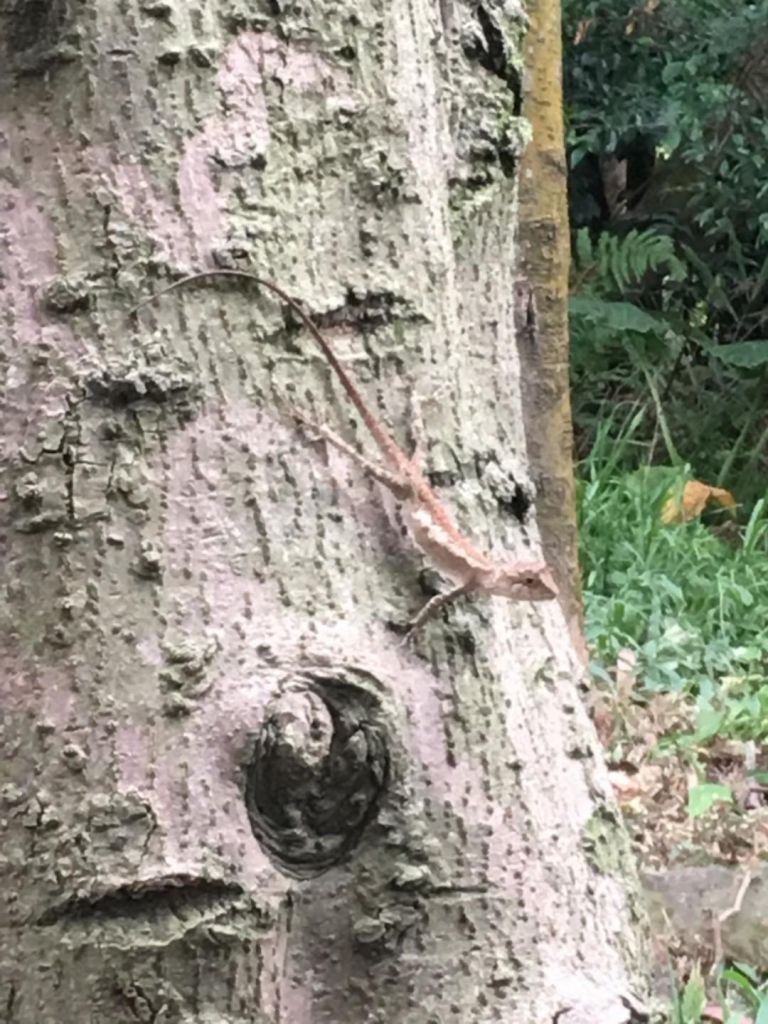 邊緣系山女：牛灶坑山上鶯歌石下_348802