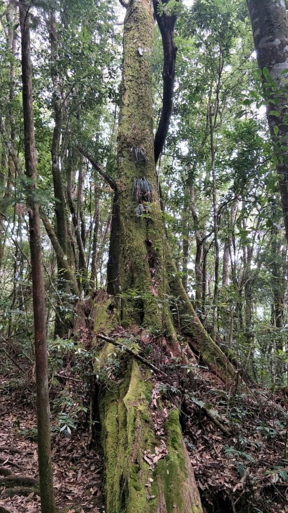 金柑樹山&忘憂森林步道20171023_193240