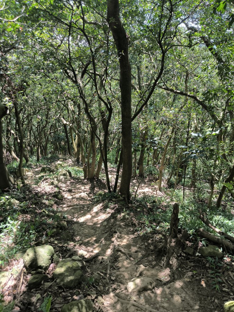 20250815微笑山線大棟山系百年大榕樹段_2859925