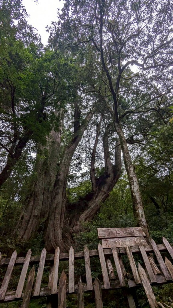 鎮西堡巨木步道群 (B區)_2861158
