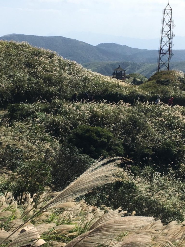 七星山主峰小白岳這個時節欣賞芒花季_445491