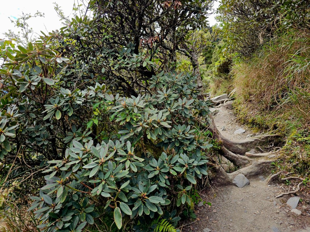 小奇萊步道-(南投)臺灣百大必訪步道_2795643