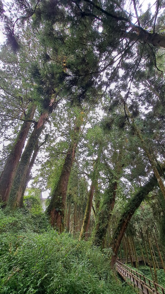 阿里山巨木封面圖