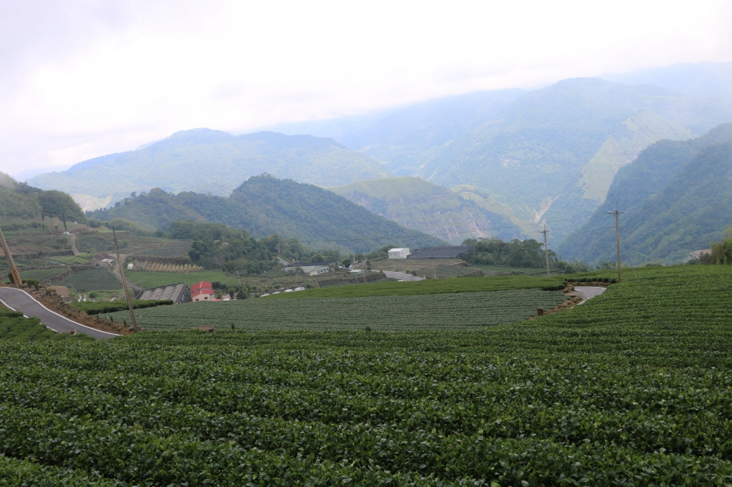 2015-06-06  奮起湖大凍山國家森林步道_19600