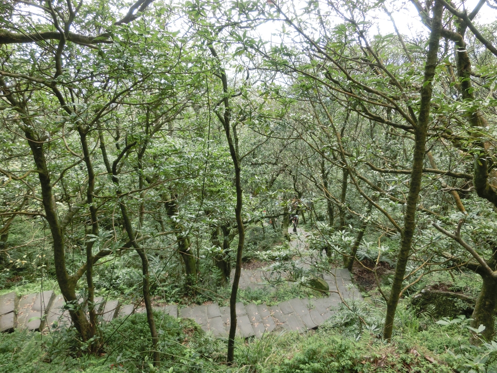 小油坑．七星山主峰．東峰．夢幻湖_94975