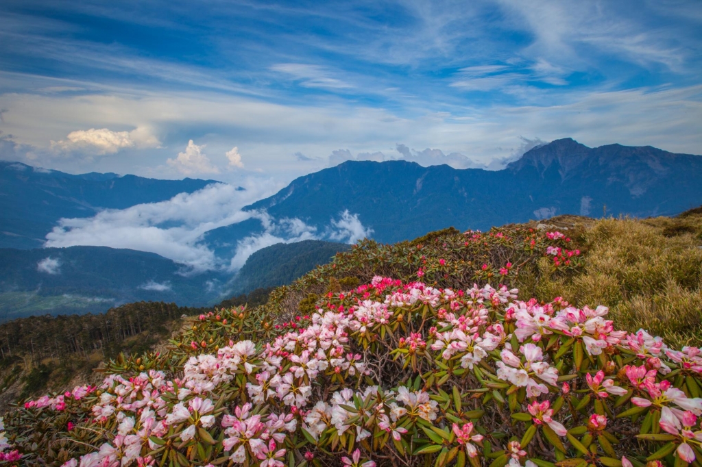 合歡山杜鵑_39043