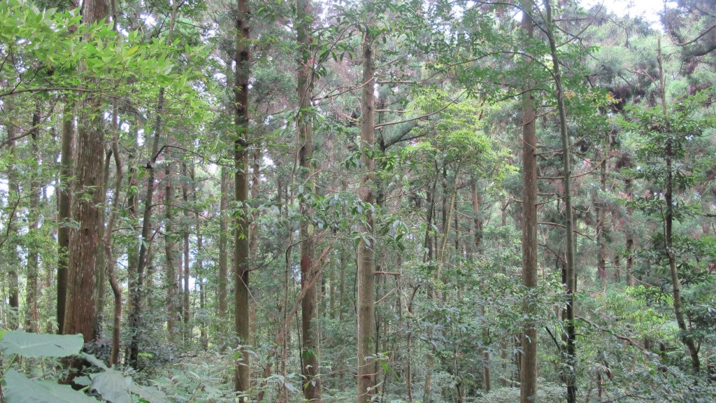 東眼山自導步道封面圖