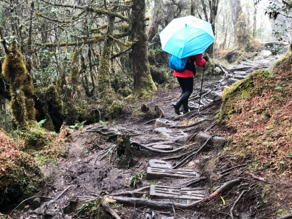 雨霧散遊太平山_885919