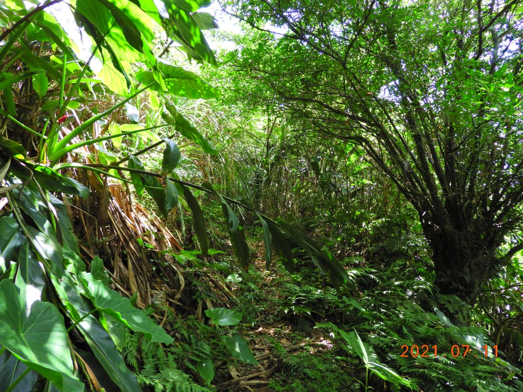 新北 萬里 丁火巧山(中福子山)_1423878