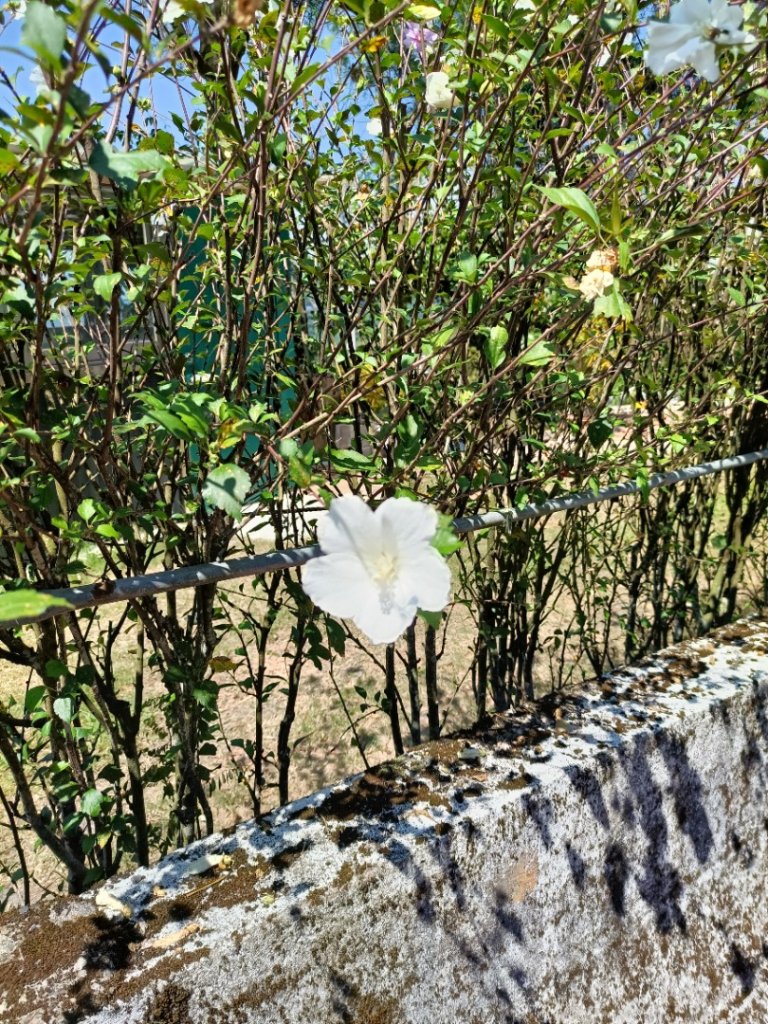 大縱走第七段-茶香縱走_1474584