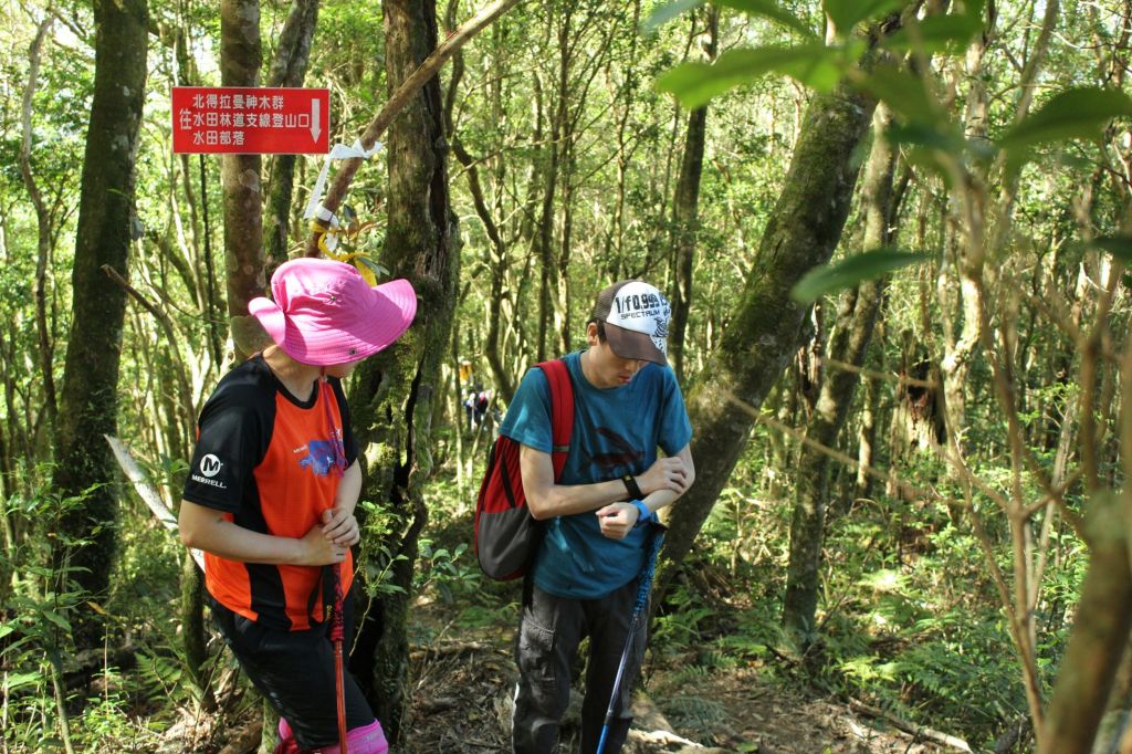 105.11.19 新竹內鳥嘴山之山毛櫸_190878