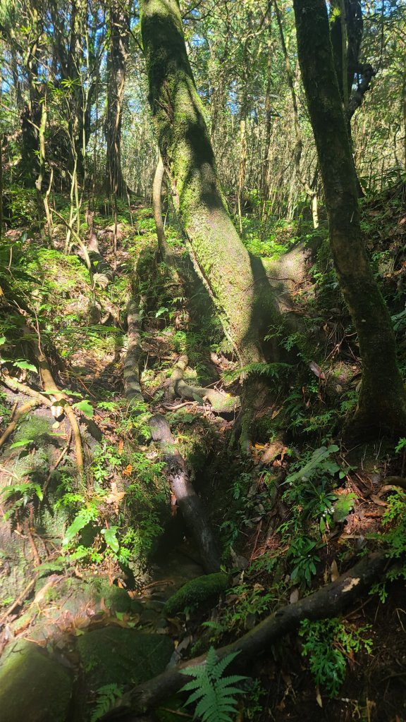 2026-0213 苗圃-凱達格蘭山-七星錐-七星山南峰-小油坑-竹子湖-水車寮步道-湖田猴崁步道-_3005674