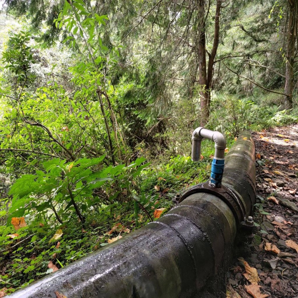 石山引水道 鹿林神木_1808951