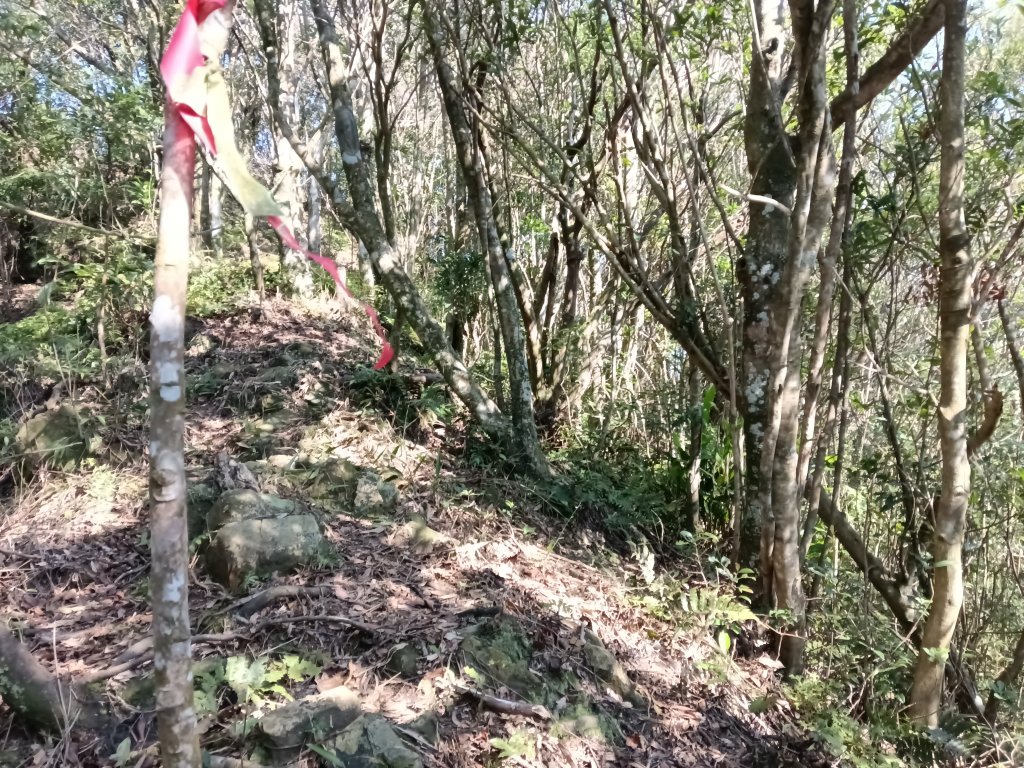坪林區楣子寮尖+土地公遺址+火燒寮古道+枋山坑古道+枋山坑崙O型_2985606