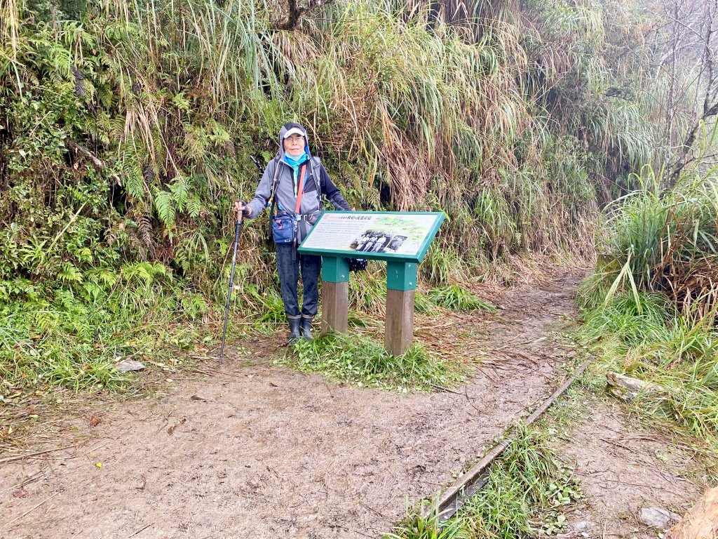 太平山山毛櫸步道與浪漫金黃相遇    2021/11/16_1519118