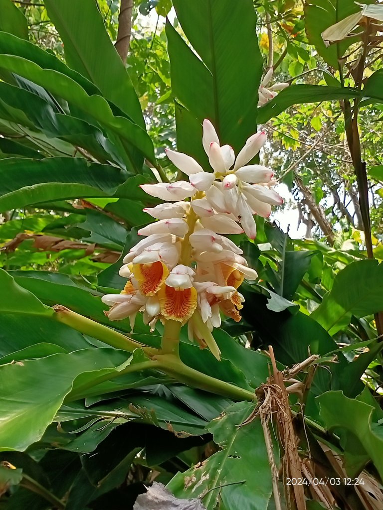 【臺北大縱走5 第二回合】碧山巖→忠勇山越嶺步道→金龍產業道路→圓明寺、鄭成功廟步道→文間山→劍潭山_2472395