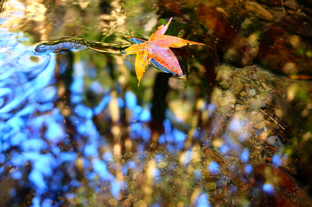 光影森林-那結山縱走貴妃山_773694