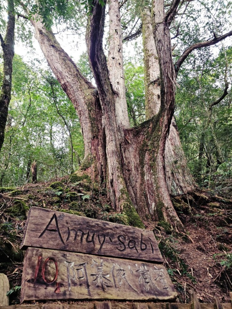 鎮西堡巨木群步道(B區)-(新竹)臺灣百大必訪步道封面圖