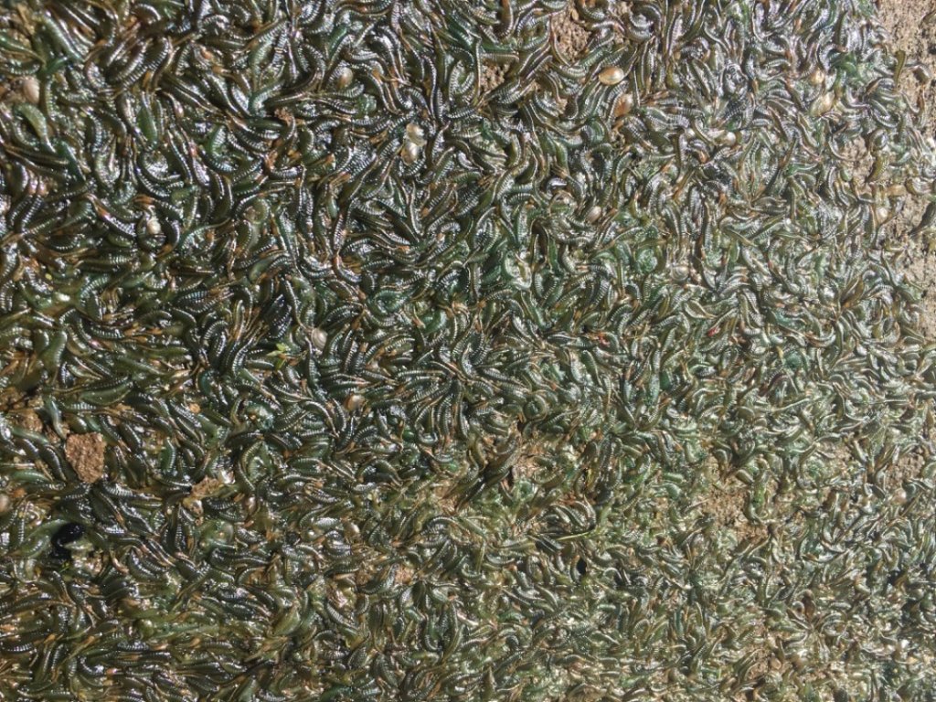 向天蝦🦐_2627221