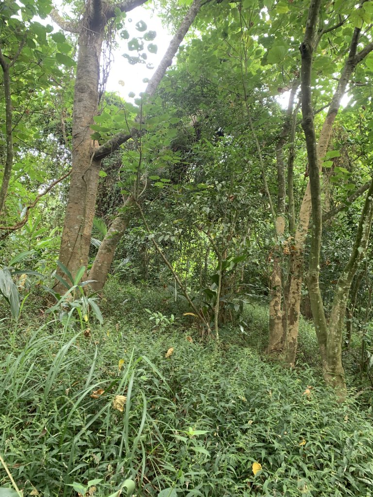 20251024台南邦埤山-三崁山_2925690