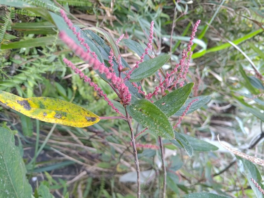 獅子頭山_2440447